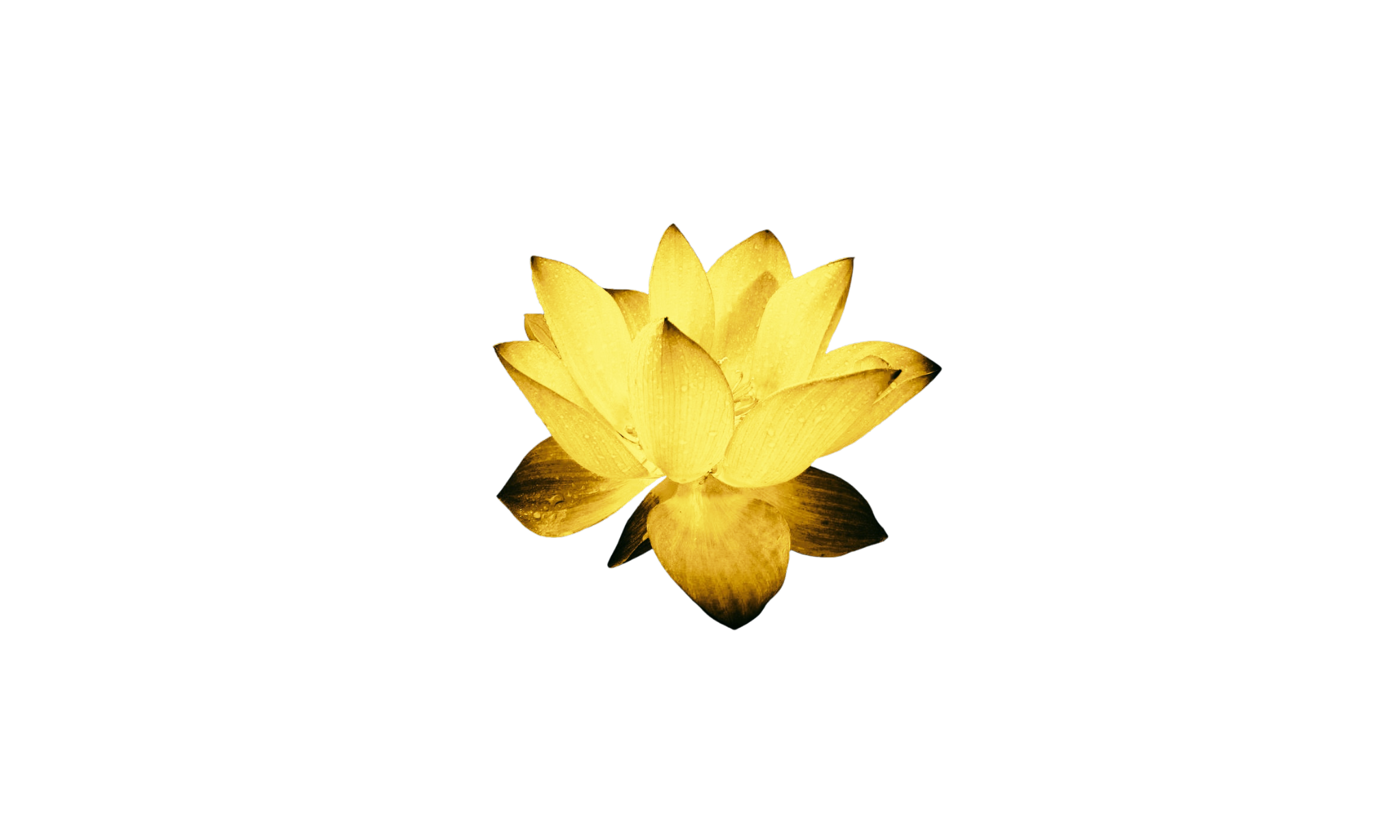 Fleur de lotus