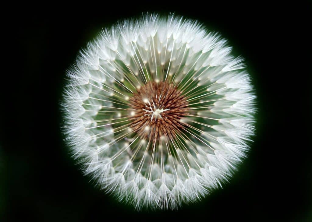 Pissenlit en pleine floraison